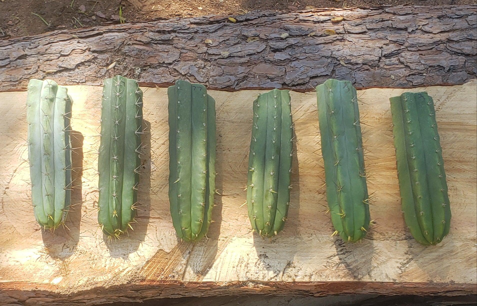 #EC55 EXACT Trichocereus "Lost Label" Three Pack Cactus Cutting Lot 7-10"-Cactus - Large - Exact-The Succulent Source