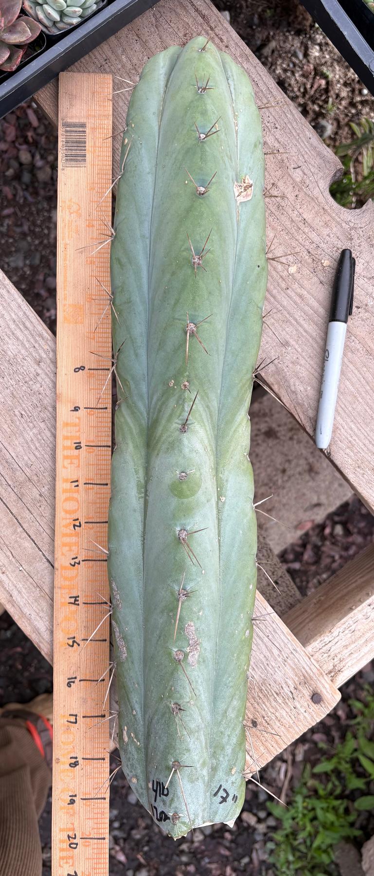 #EC56 EXACT Trichocereus Bridgesii Jiimz " Phattt cactus 17” Cutting-Cactus - Large - Exact-The Succulent Source
