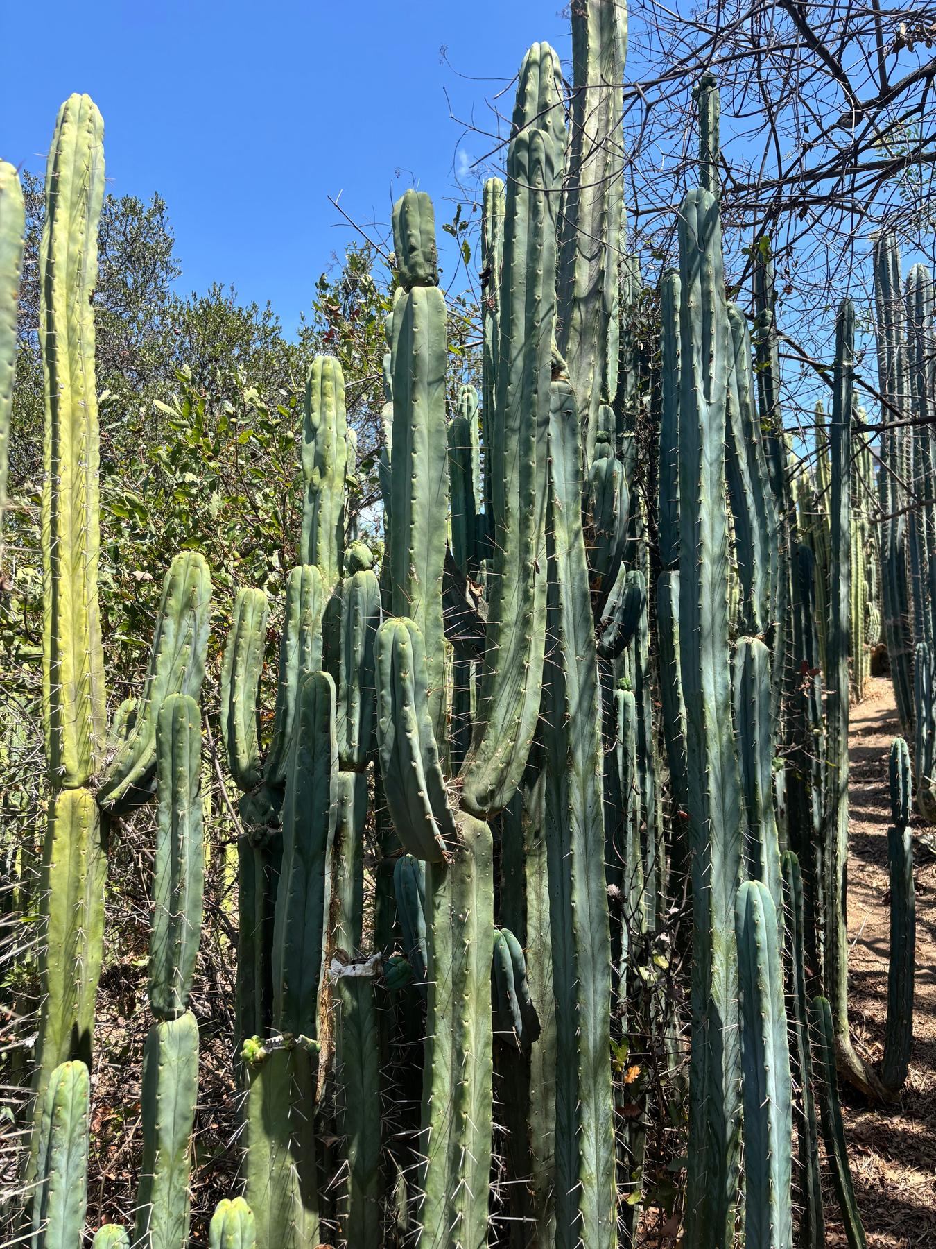 #EC56 EXACT Trichocereus Bridgesii Jiimz Twin Spine 1-4ft cuttings-Cactus - Big-The Succulent Source