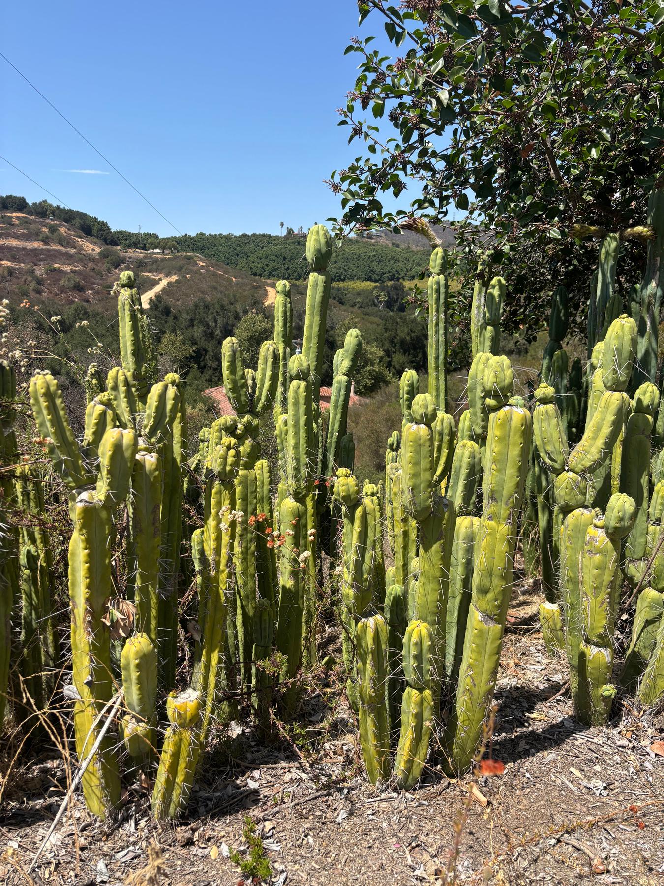 #EC56 EXACT Trichocereus Bridgesii Jiimz Twin Spine 1-4ft cuttings-Cactus - Big-The Succulent Source
