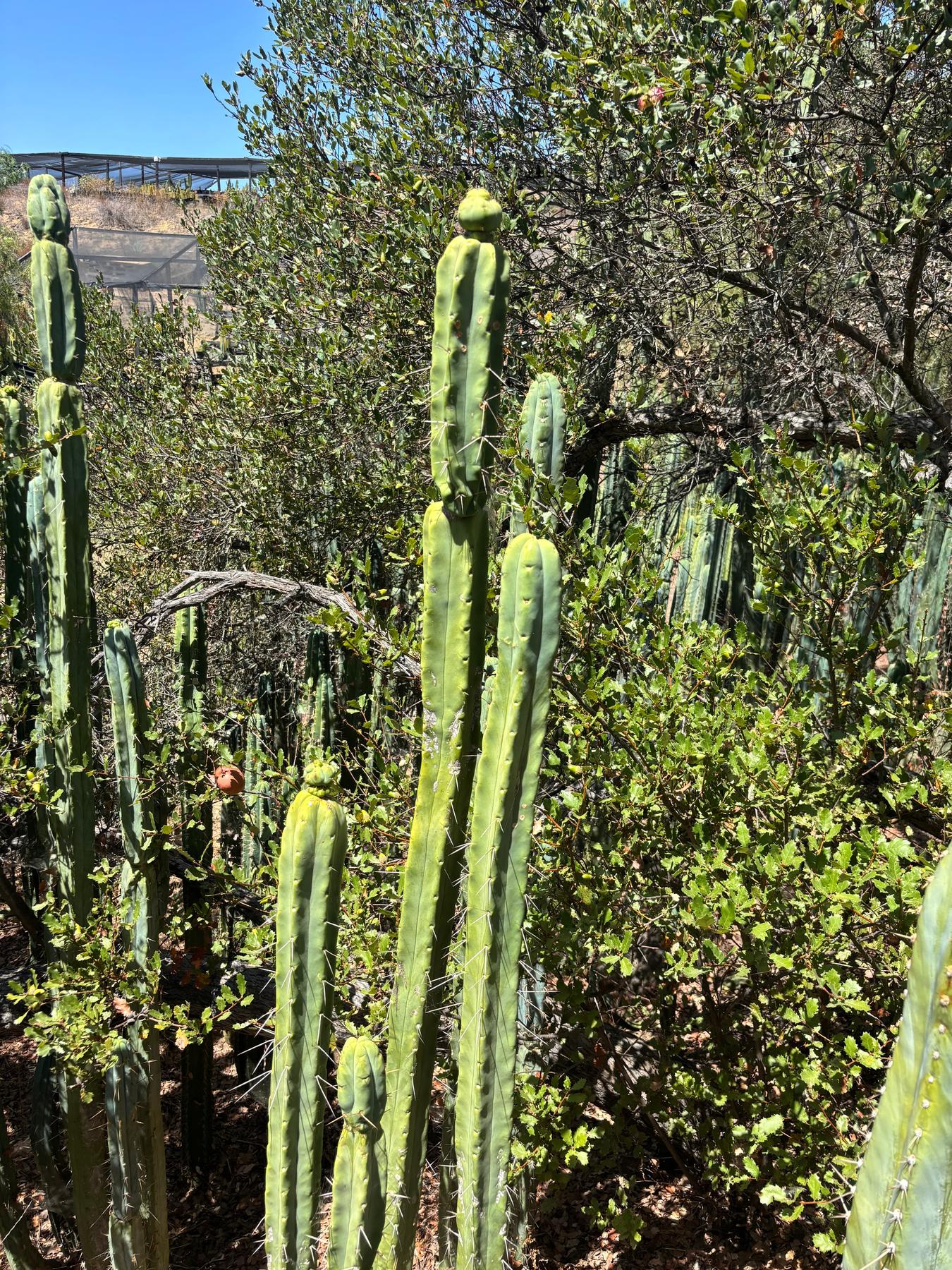 #EC56 EXACT Trichocereus Bridgesii Jiimz Twin Spine 1-4ft cuttings-Cactus - Big-The Succulent Source