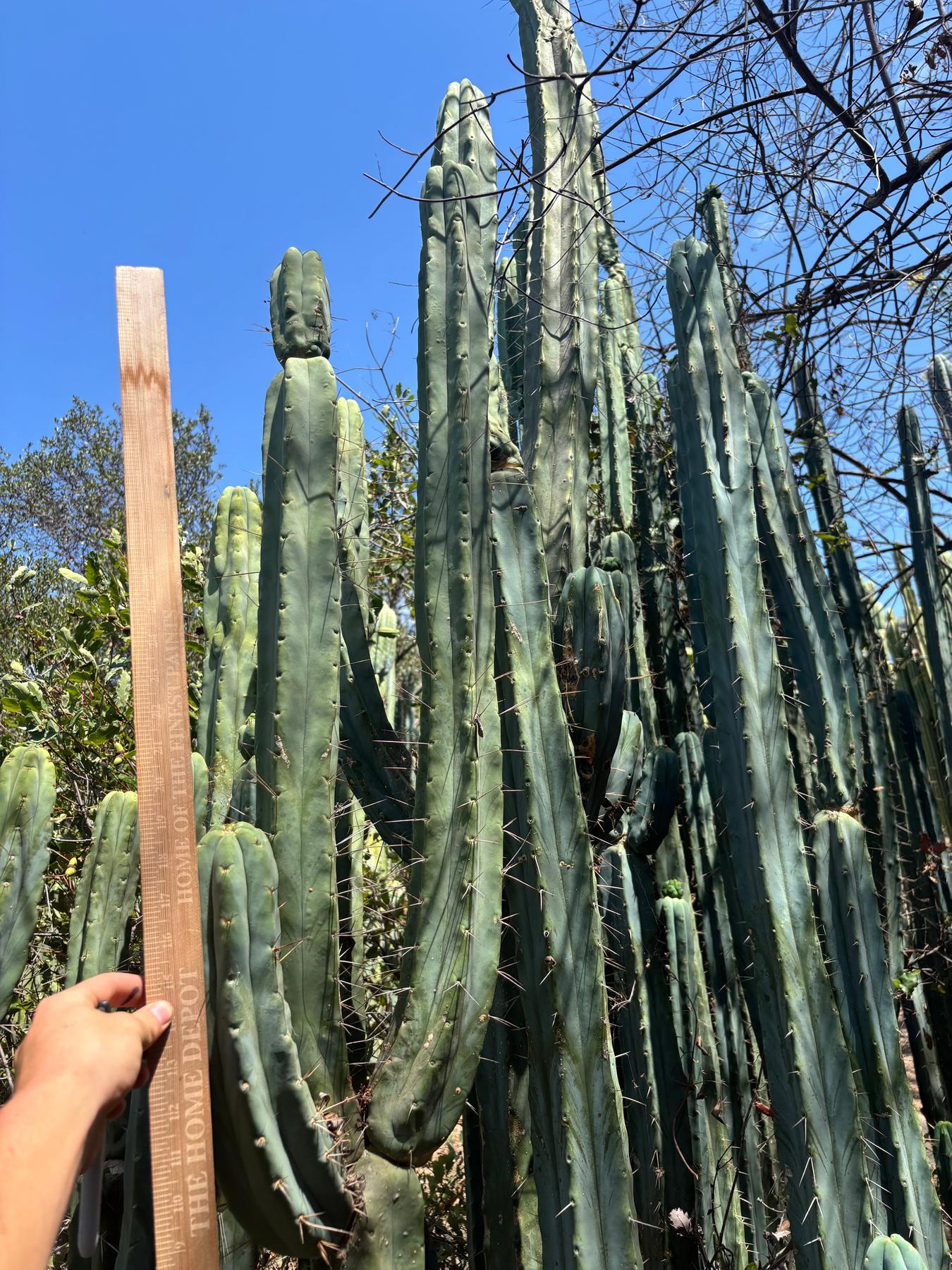 #EC56 EXACT Trichocereus Bridgesii Jiimz Twin Spine 1-4ft cuttings-Cactus - Big-The Succulent Source