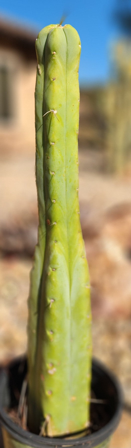 #EC56 EXACT Trichocereus Bridgesii Jiimz " Twin Spine" cactus 19”-Cactus - Large - Exact-The Succulent Source