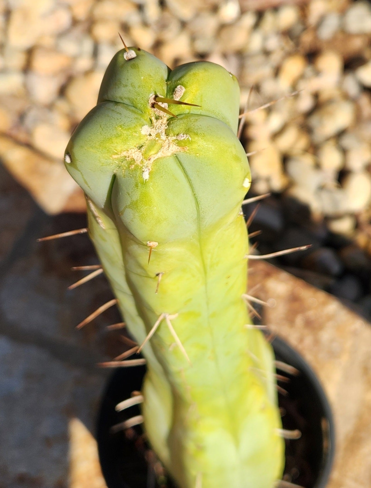 #EC56 EXACT Trichocereus Bridgesii Jiimz " Twin Spine" cactus 19”-Cactus - Large - Exact-The Succulent Source