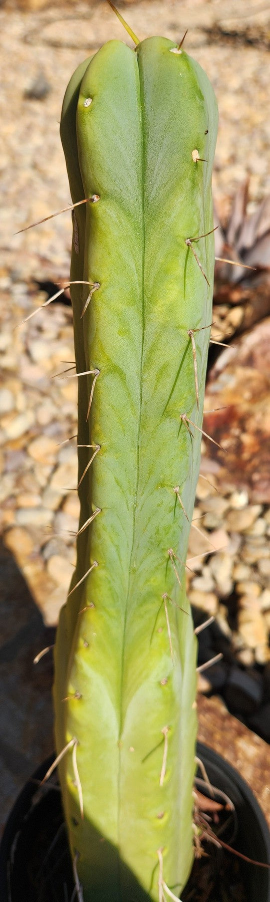 #EC56 EXACT Trichocereus Bridgesii Jiimz " Twin Spine" cactus 19”-Cactus - Large - Exact-The Succulent Source