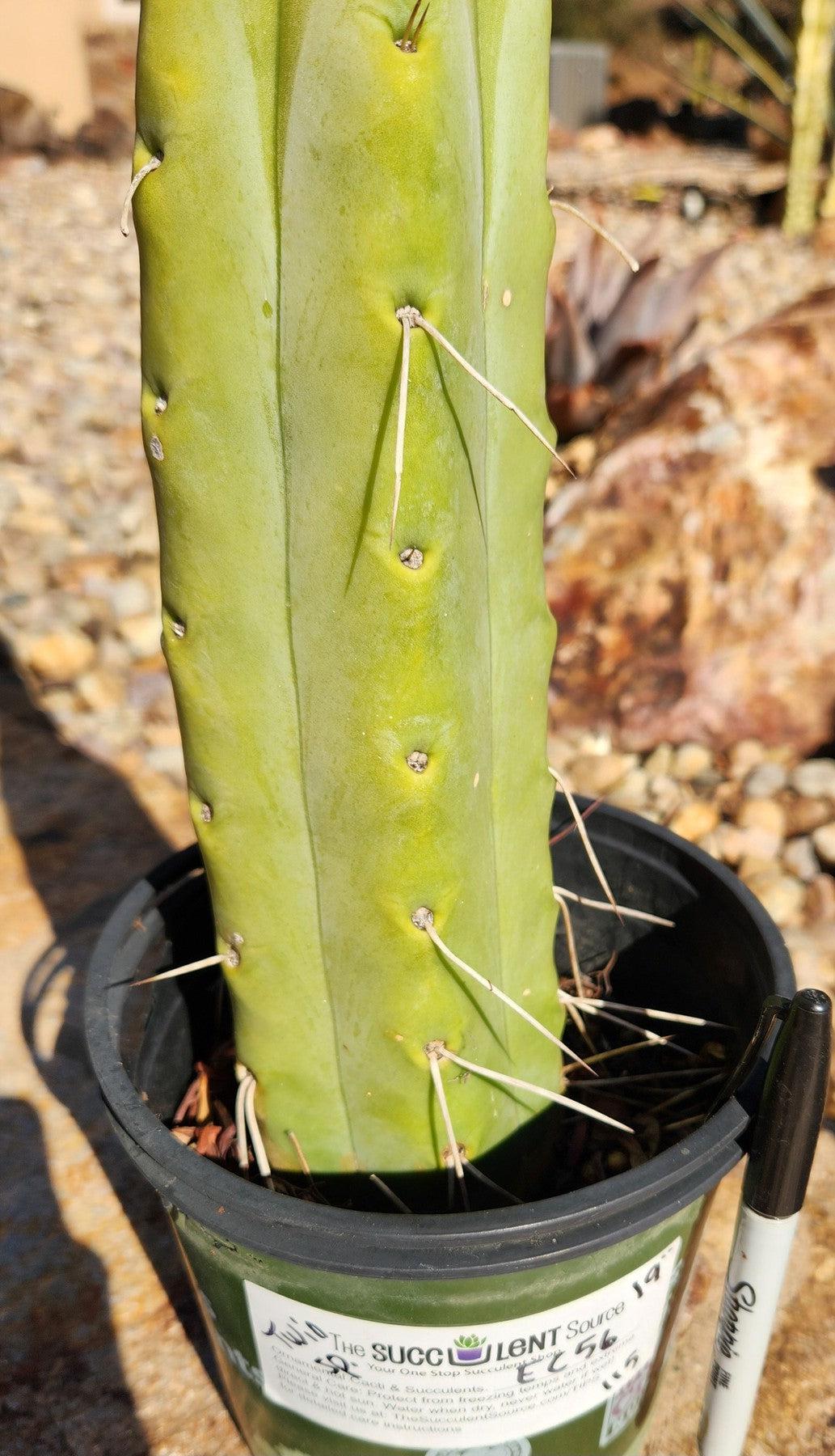 #EC56 EXACT Trichocereus Bridgesii Jiimz " Twin Spine" cactus 19”-Cactus - Large - Exact-The Succulent Source