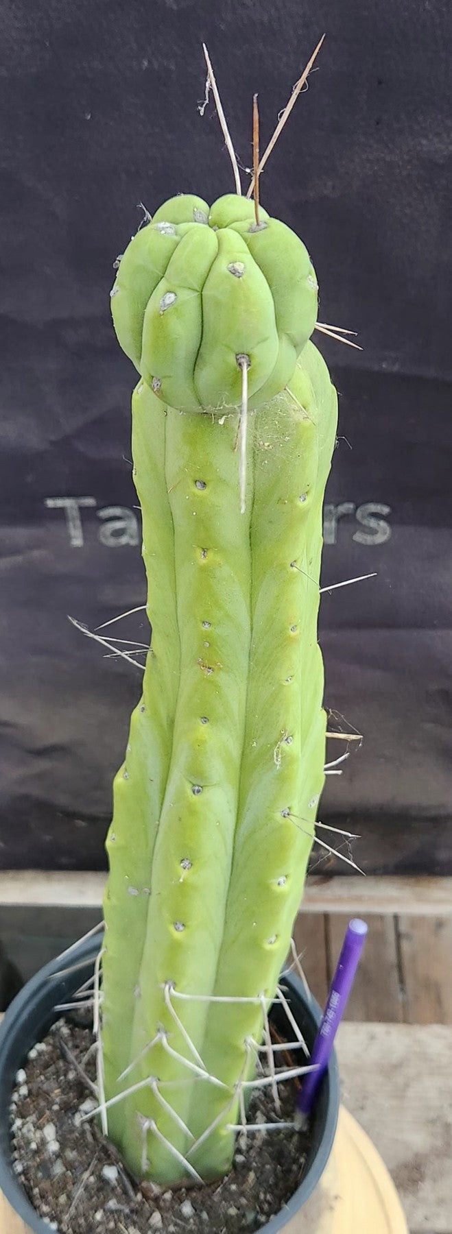 #EC56 EXACT Trichocereus Bridgesii Jiimz " Twin Spine" cactus 19”-Cactus - Large - Exact-The Succulent Source