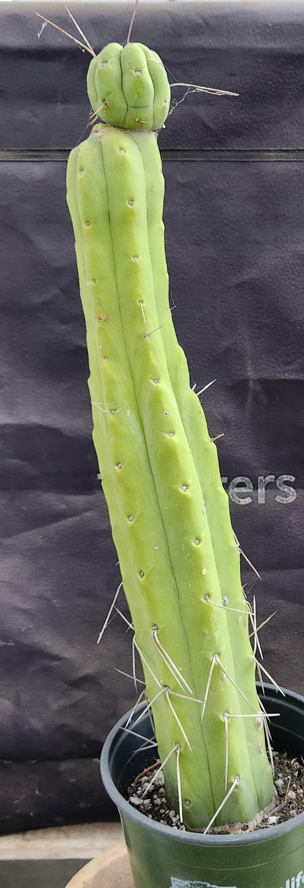 #EC56 EXACT Trichocereus Bridgesii Jiimz " Twin Spine" cactus 19”-Cactus - Large - Exact-The Succulent Source