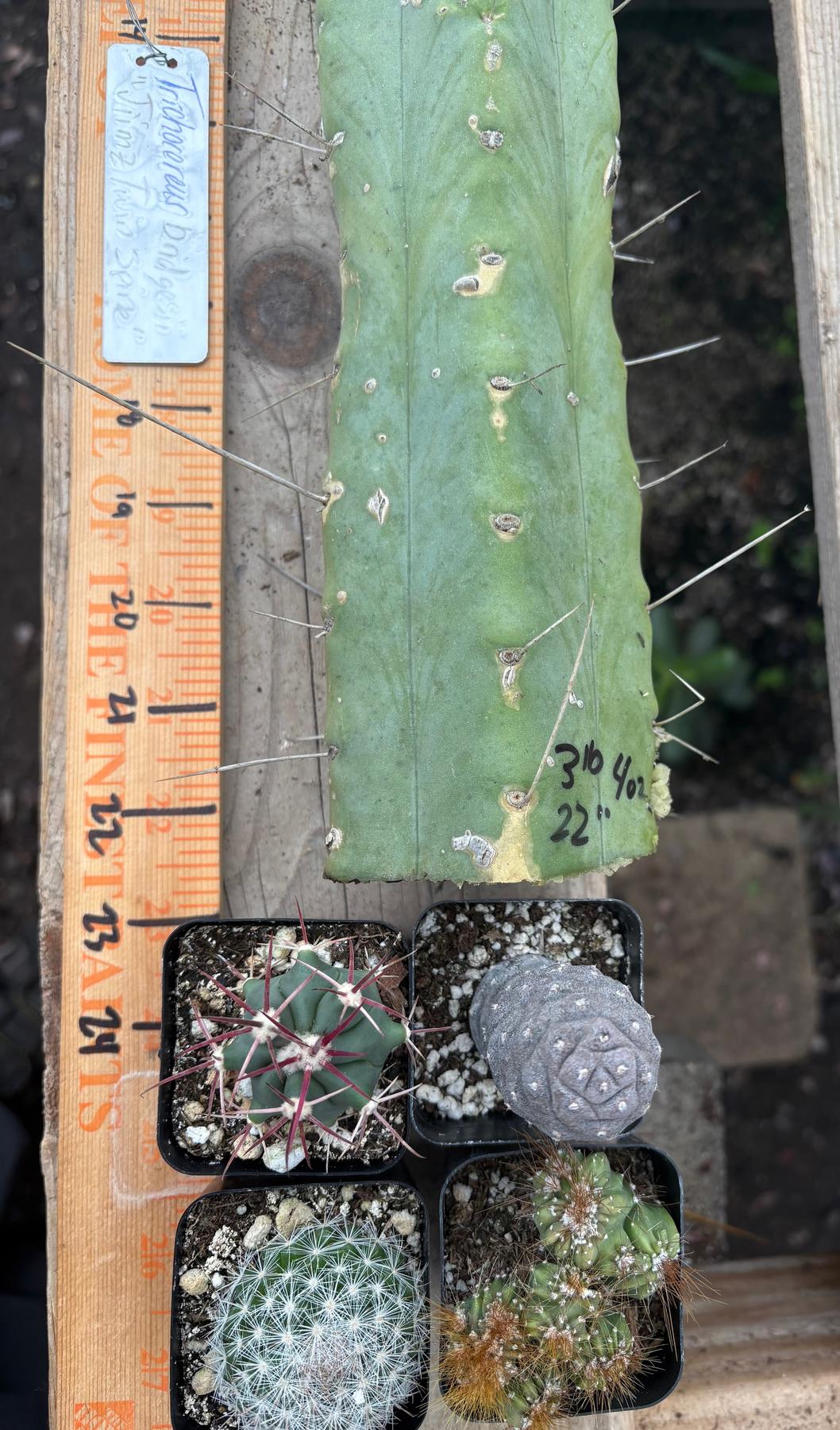 #EC56 EXACT Trichocereus Bridgesii Jiimz " Twin Spine" cactus 22” Cutting-Cactus - Large - Exact-The Succulent Source