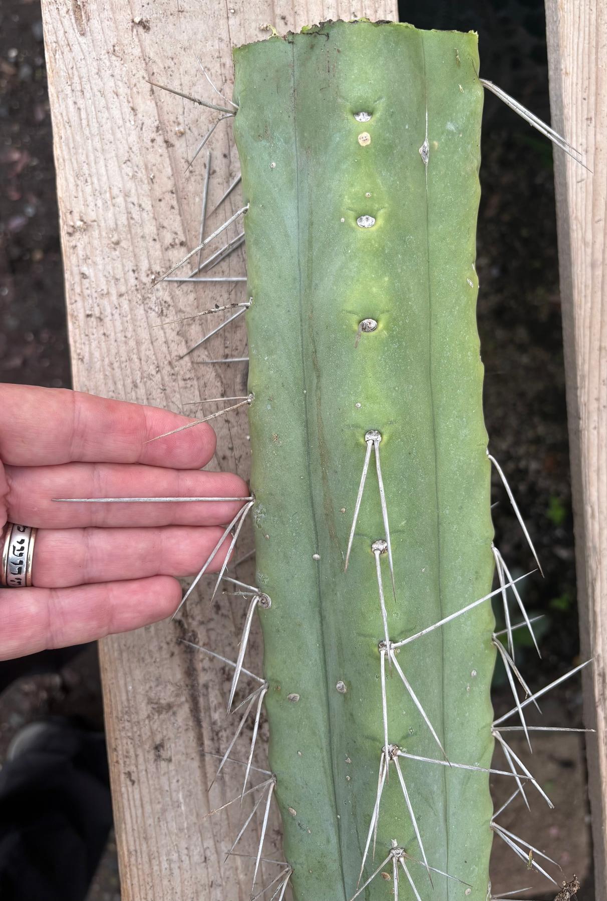 #EC56 EXACT Trichocereus Bridgesii Jiimz " Twin Spine" cactus 22” Cutting-Cactus - Large - Exact-The Succulent Source