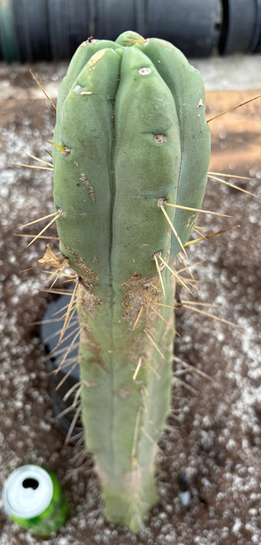 #EC56 EXACT Trichocereus Bridgesii Jiimz " Twin Spine" cactus 23.5” Cutting-Cactus - Large - Exact-The Succulent Source