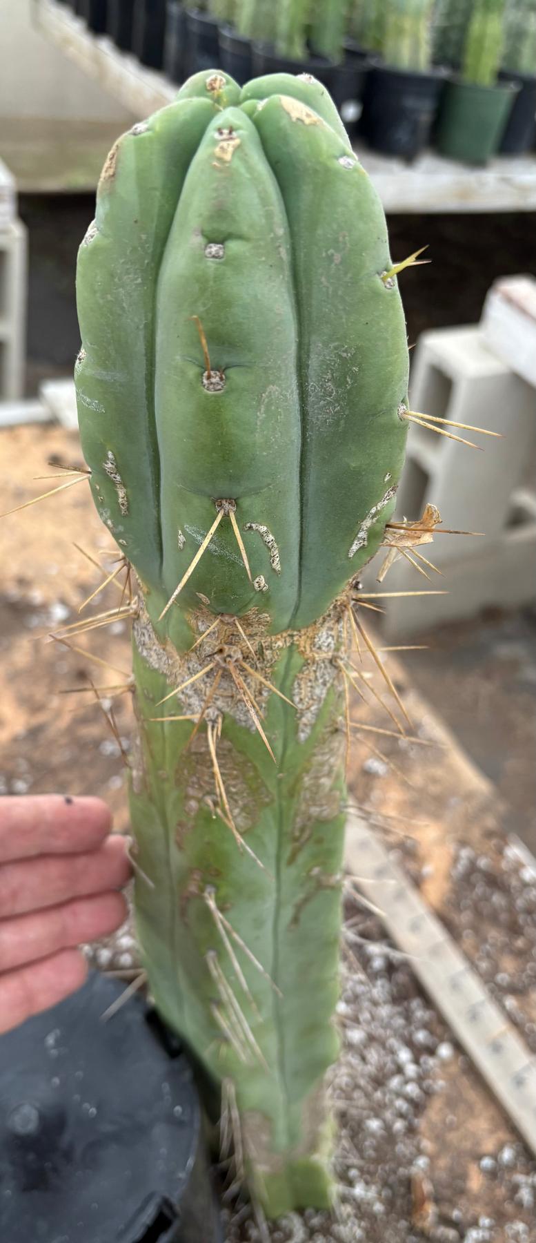 #EC56 EXACT Trichocereus Bridgesii Jiimz " Twin Spine" cactus 23.5” Cutting-Cactus - Large - Exact-The Succulent Source