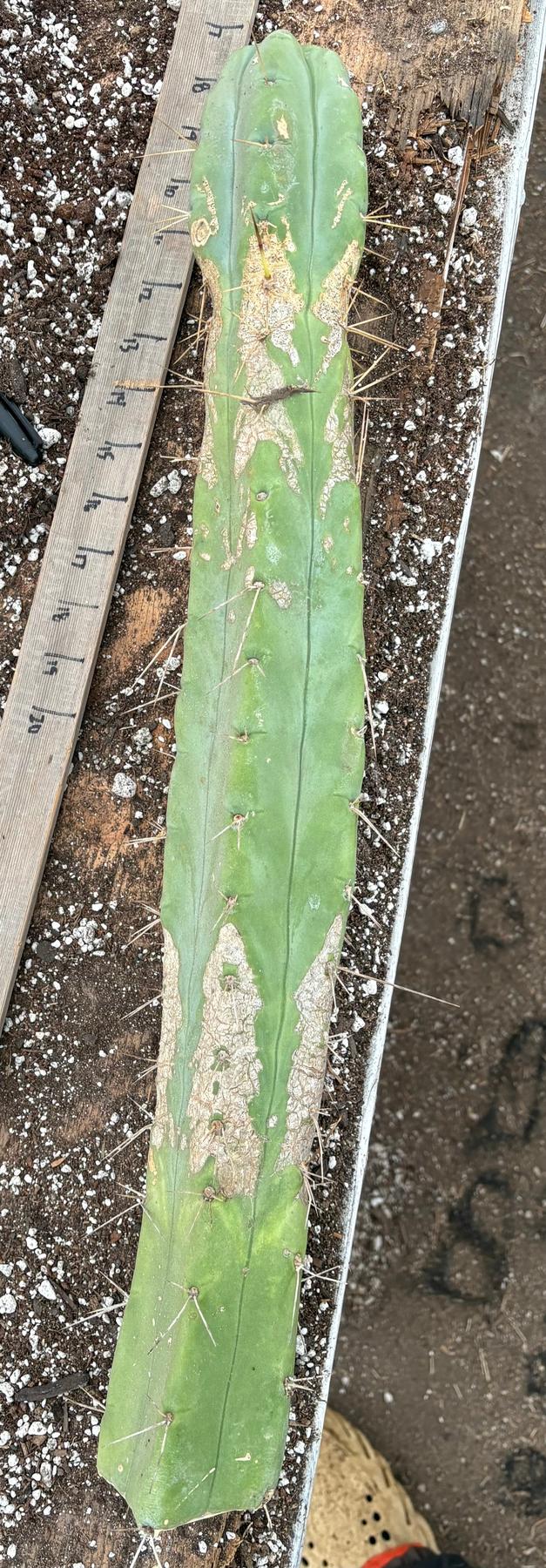 #EC56 EXACT Trichocereus Bridgesii Jiimz " Twin Spine" cactus 23.5” Cutting-Cactus - Large - Exact-The Succulent Source