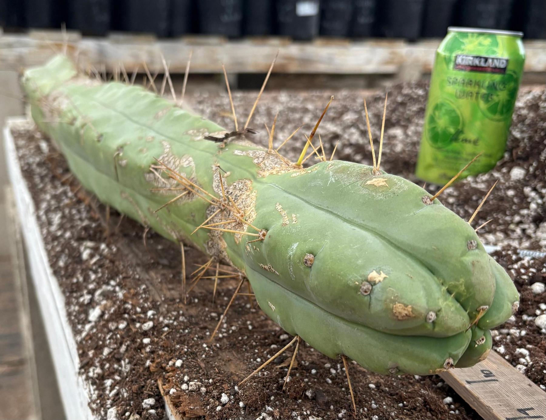 #EC56 EXACT Trichocereus Bridgesii Jiimz " Twin Spine" cactus 23.5” Cutting-Cactus - Large - Exact-The Succulent Source