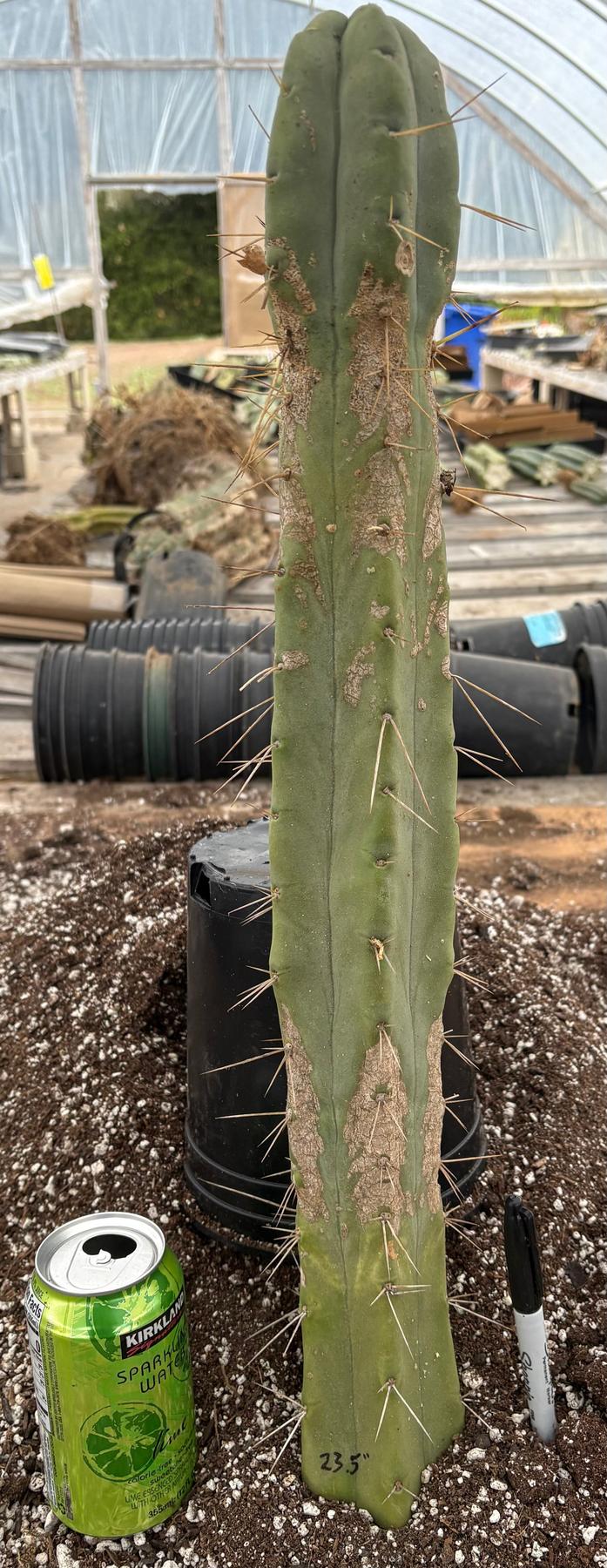 #EC56 EXACT Trichocereus Bridgesii Jiimz " Twin Spine" cactus 23.5” Cutting-Cactus - Large - Exact-The Succulent Source