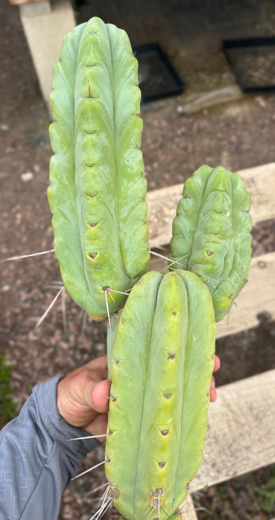 #EC56 EXACT Trichocereus Bridgesii Jiimz " Twin Spine" cactus 24” Cutting-Cactus - Large - Exact-The Succulent Source