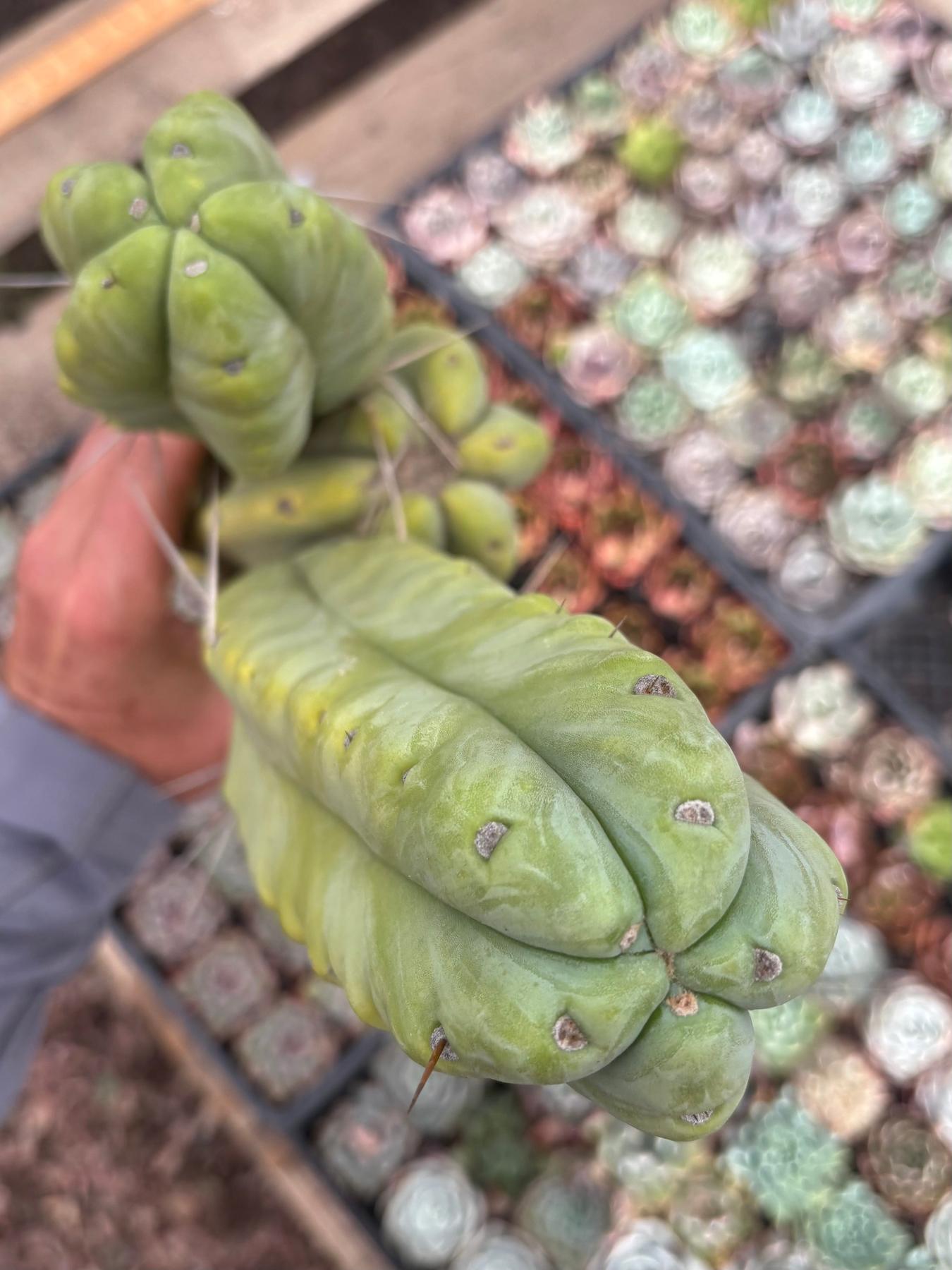 #EC56 EXACT Trichocereus Bridgesii Jiimz " Twin Spine" cactus 24” Cutting-Cactus - Large - Exact-The Succulent Source