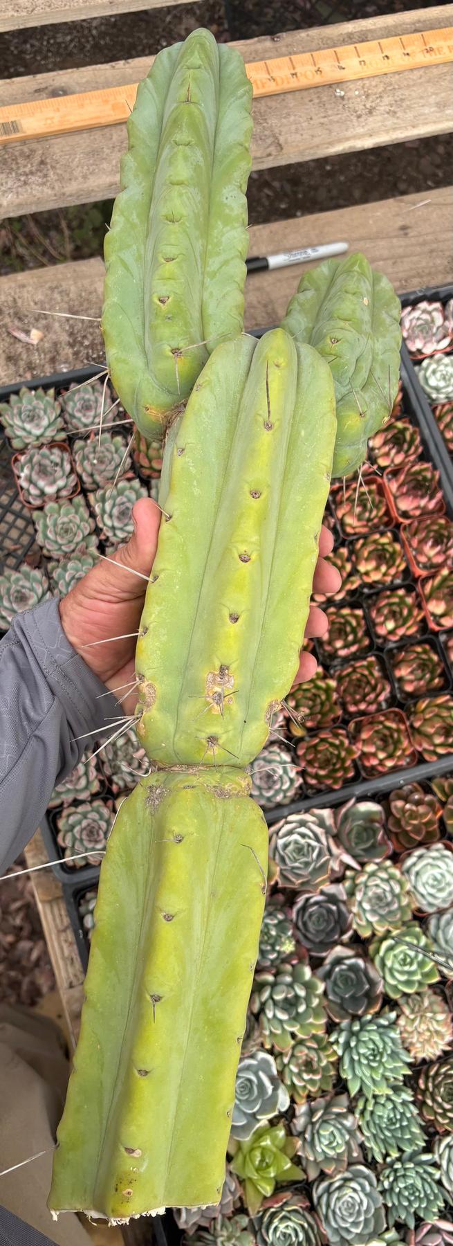 #EC56 EXACT Trichocereus Bridgesii Jiimz " Twin Spine" cactus 24” Cutting-Cactus - Large - Exact-The Succulent Source