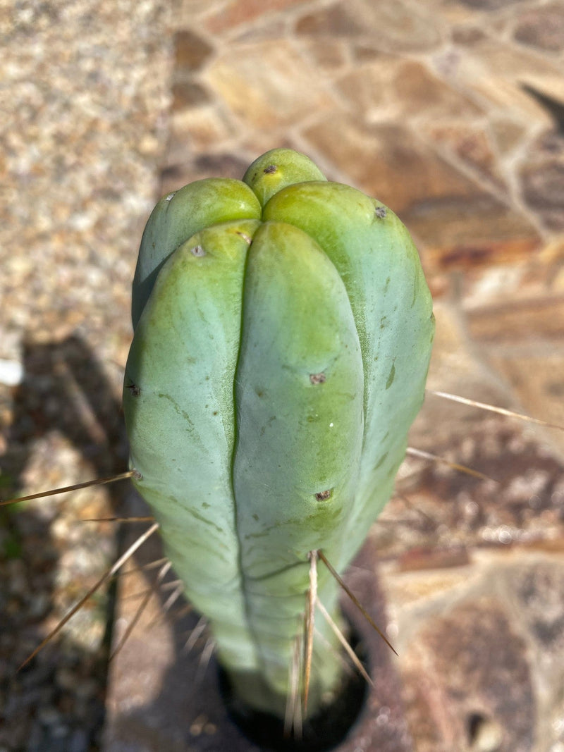 #EC56 EXACT Trichocereus Bridgesii Jiimz " Twin Spine" cactus 25”