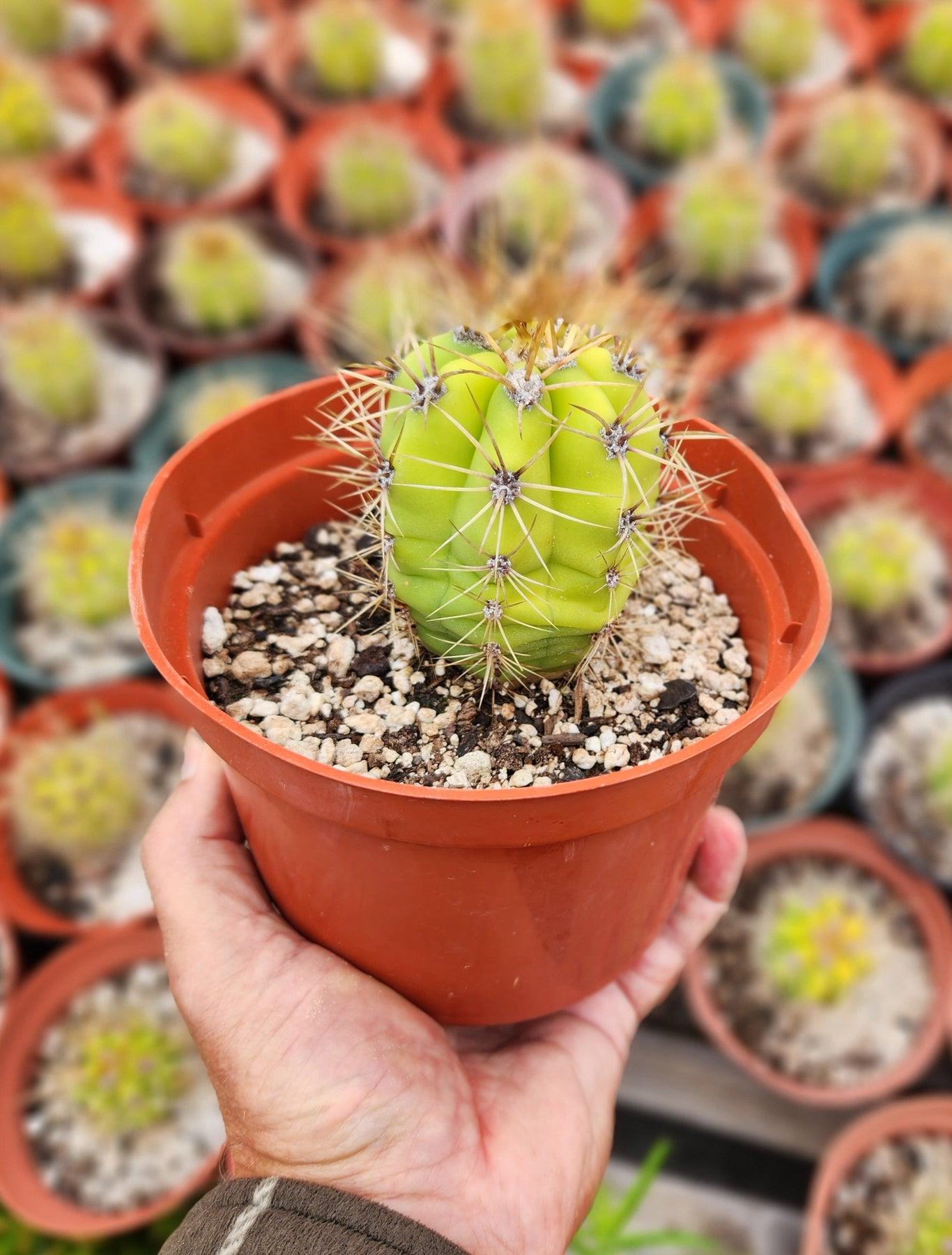 #EC57 EXACT Trichocereus Terschekii ornamental Cactus Potted in 6"-Cactus - Large - Exact-The Succulent Source