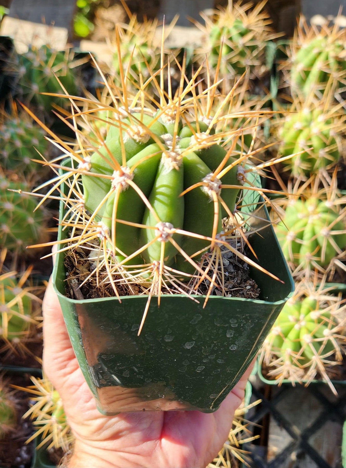 #EC57 EXACT Trichocereus Terschekii ornamental Cactus Options-Cactus - Large - Exact-The Succulent Source