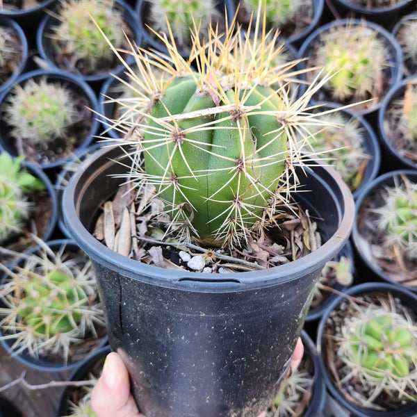 san pedro cactus for sale texas San Pedro Cactus for Sale Trichocereus