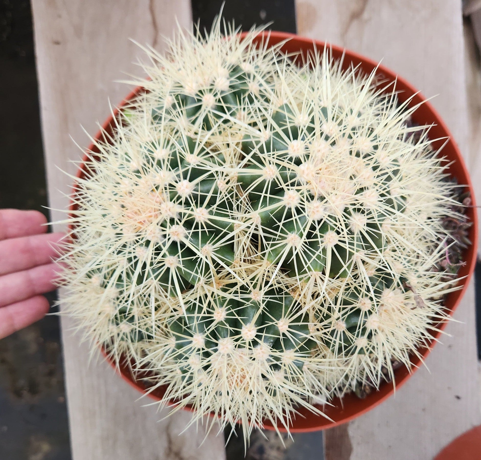 #EC58 EXACT Echinocactus Grusonii Golen Barrel Clump Cactus 10" container-Cactus - Large - Exact-The Succulent Source