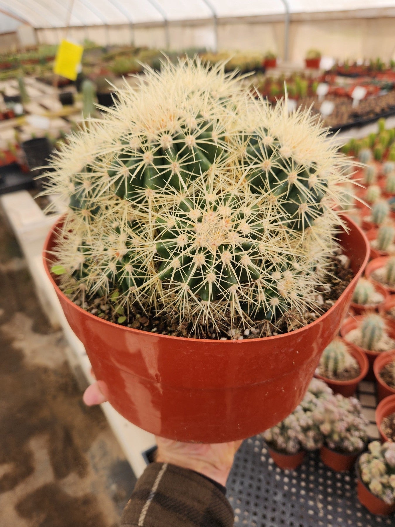 #EC58 EXACT Echinocactus Grusonii Golen Barrel Clump Cactus 10" container-Cactus - Large - Exact-The Succulent Source