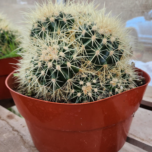 cactus tipos #EC58 Echinocactus Grusonii Golden Barrel Clump Cactus 10