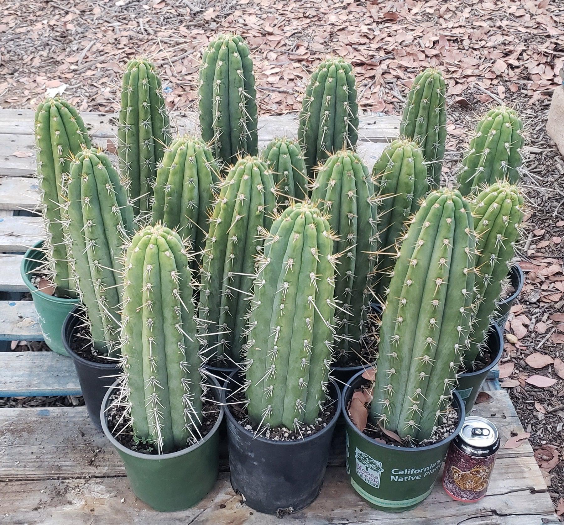 #EC59 EXACT Trichocereus Cuzcoensis Cuzco Cactus 12-14”-Cactus - Large - Exact-The Succulent Source