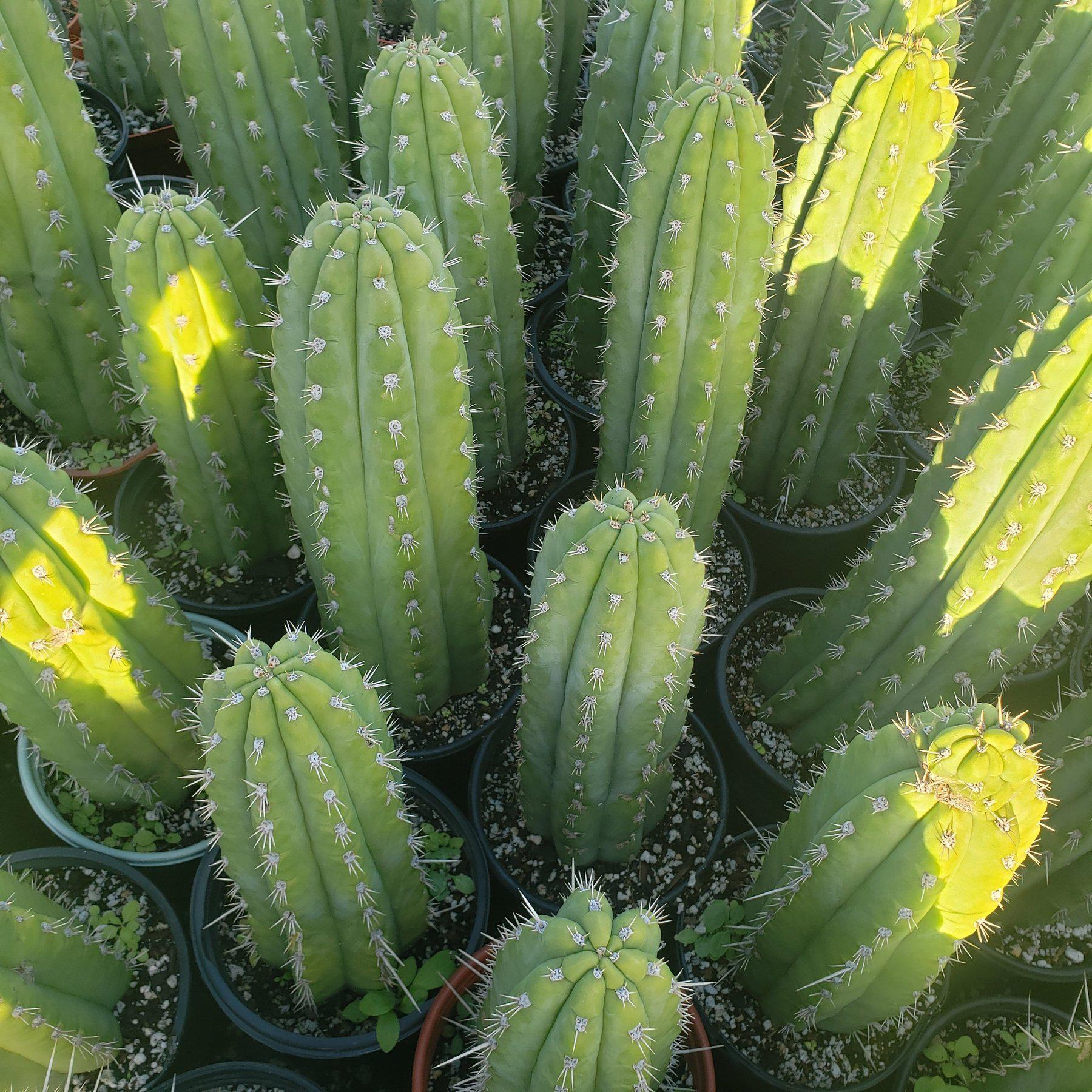 #EC59 EXACT Trichocereus Cuzcoensis Cactus 14-16”-Cactus - Large - Exact-The Succulent Source