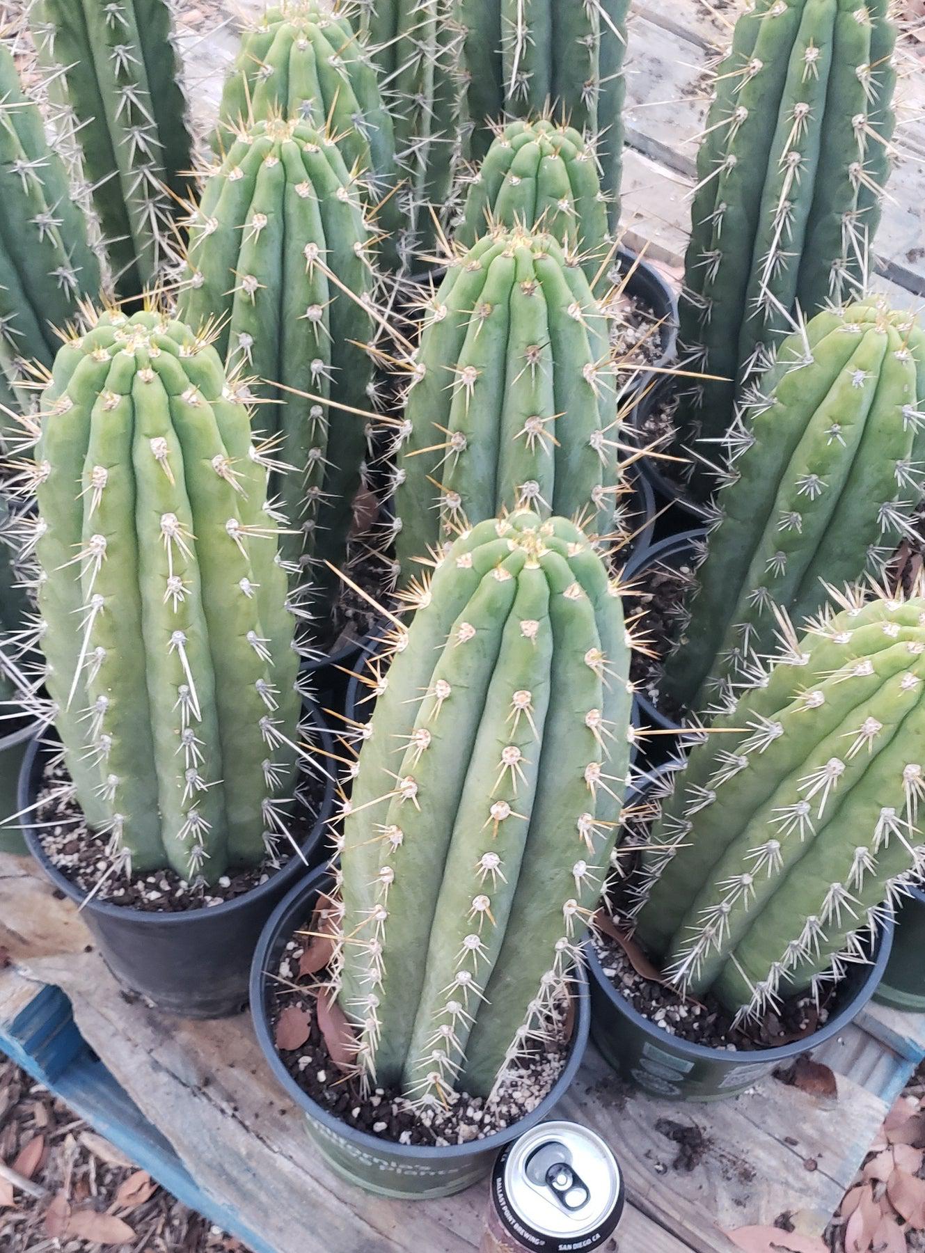 #EC59 EXACT Trichocereus Cuzcoensis Cuzco Cactus 12-14”-Cactus - Large - Exact-The Succulent Source