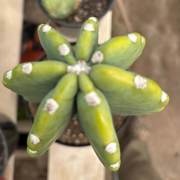 EC60 Exact Cereus peruvianus Cactus Apple 15”