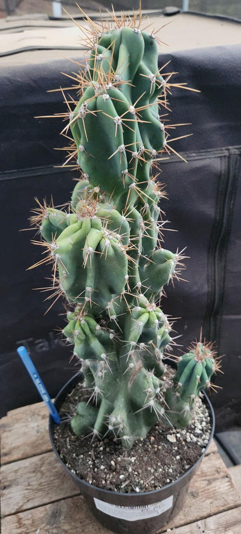 #EC60 Exact Cereus peruvianus Monstrose Cactus 17”