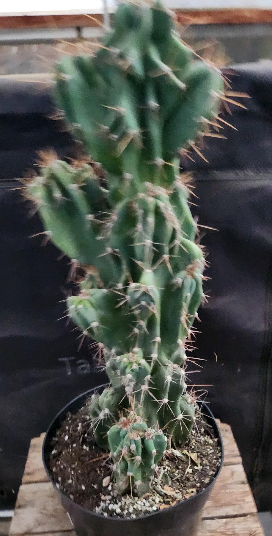 #EC60 Exact Cereus peruvianus Monstrose Cactus 17”-Cactus - Large - Exact-The Succulent Source