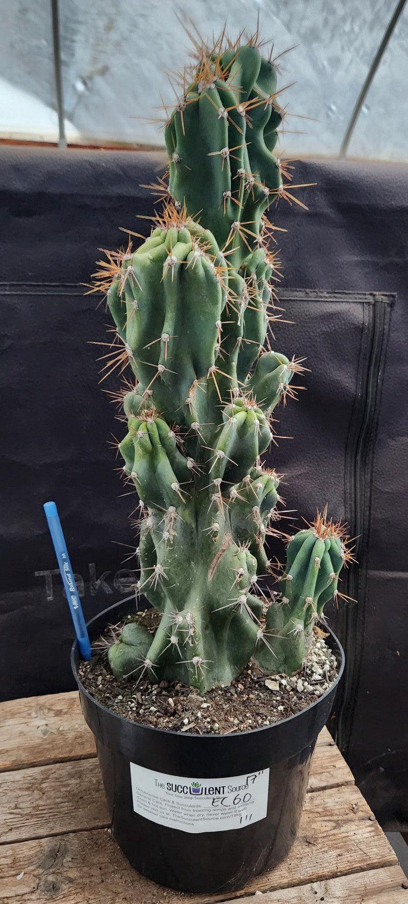 #EC60 Exact Cereus peruvianus Monstrose Cactus 17”
