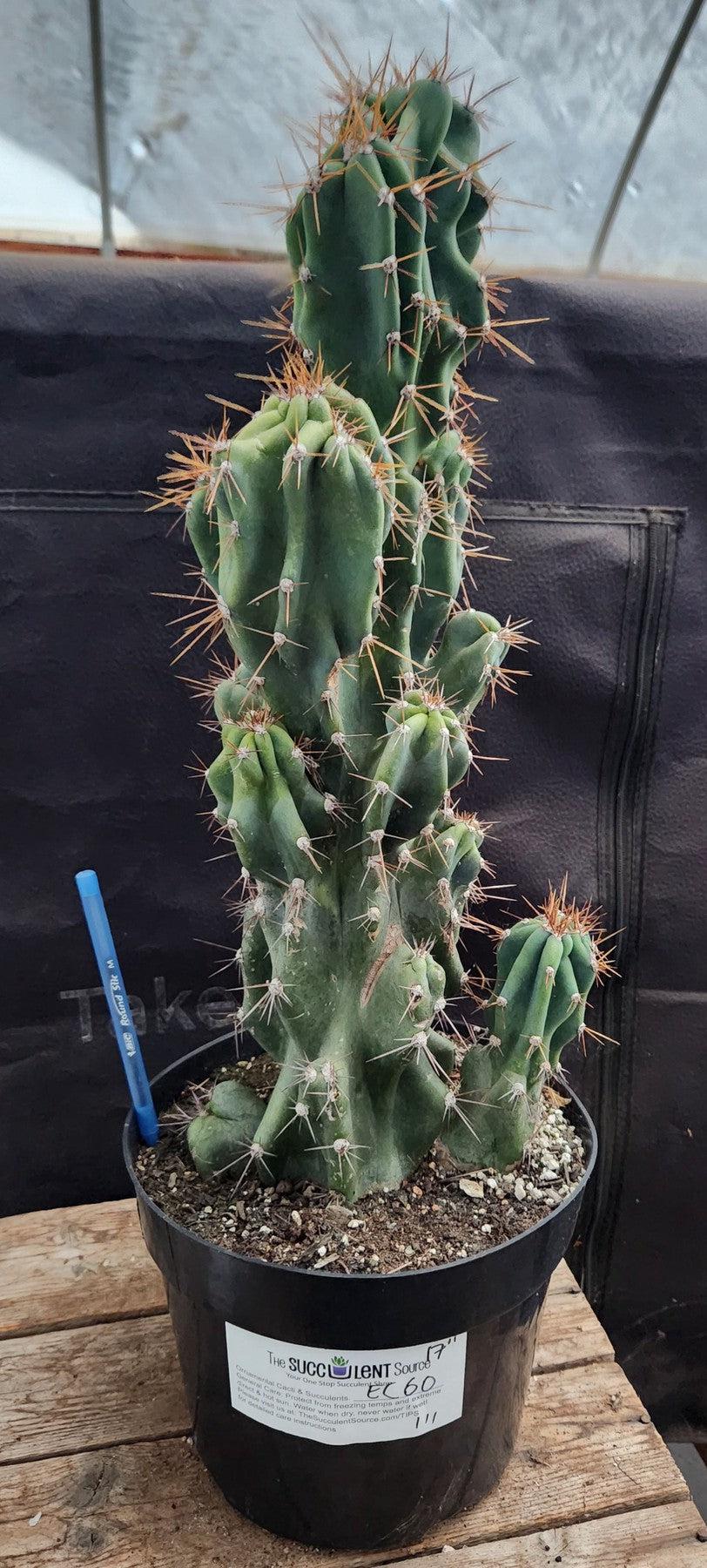 #EC60 Exact Cereus peruvianus Monstrose Cactus 17”-Cactus - Large - Exact-The Succulent Source