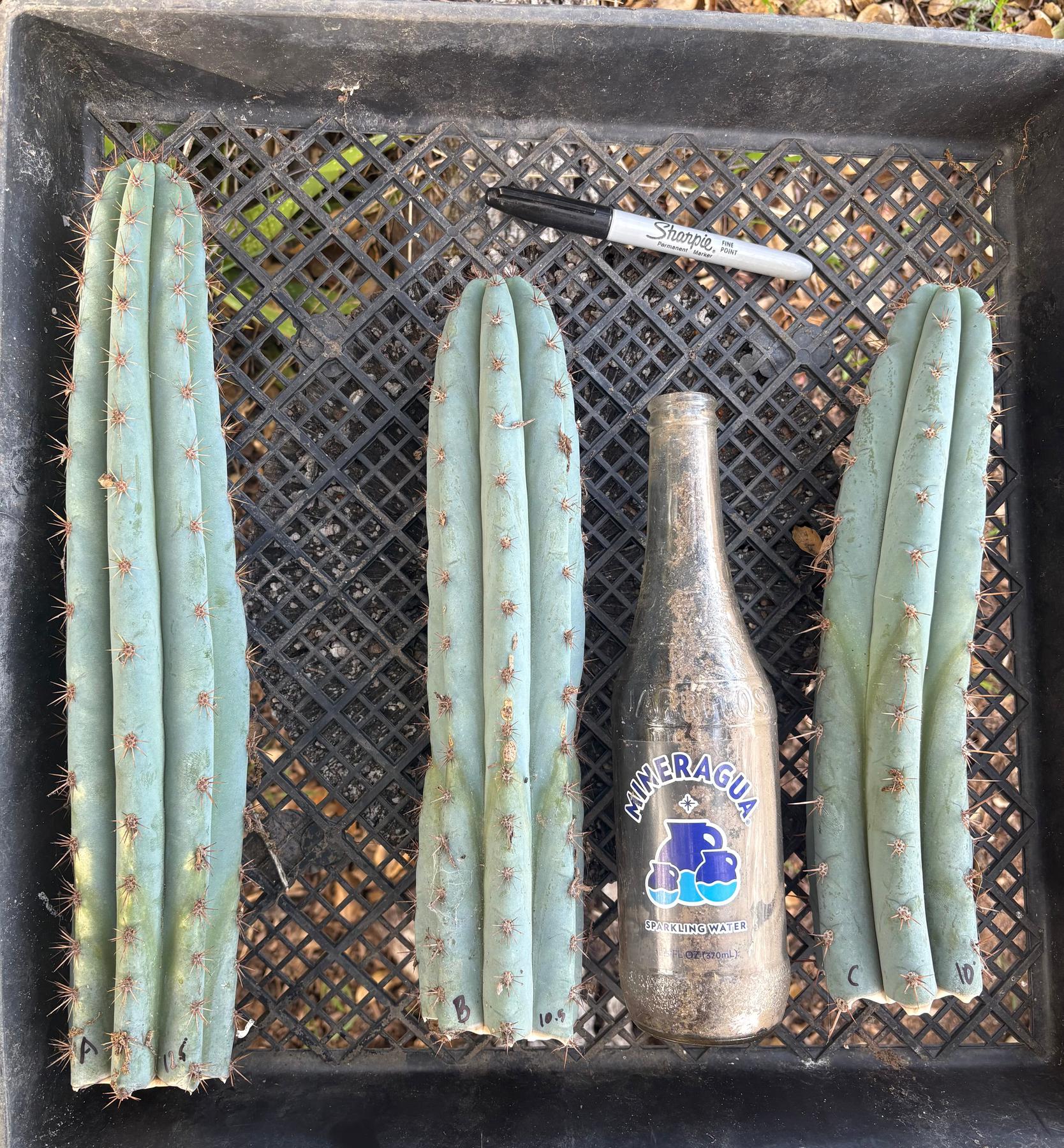 #EC62 EXACT Trichocereus Peruvianus TSSBP Blue Peru Cactus Cuttings-Cactus - Large - Exact-The Succulent Source