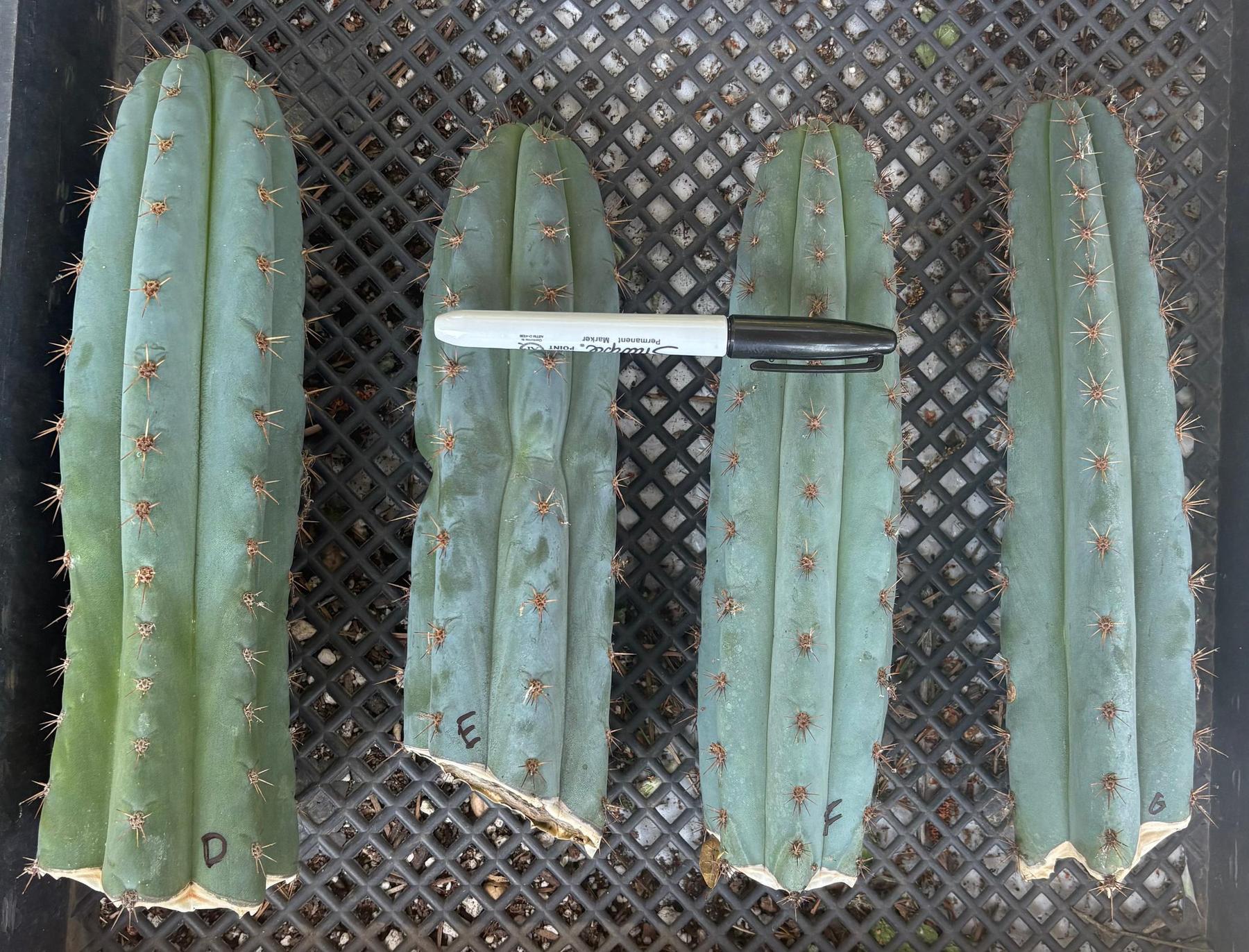 #EC62 EXACT Trichocereus Peruvianus TSSBP Blue Peru BARGAIN Cactus Cuttings-Cactus - Large - Exact-The Succulent Source