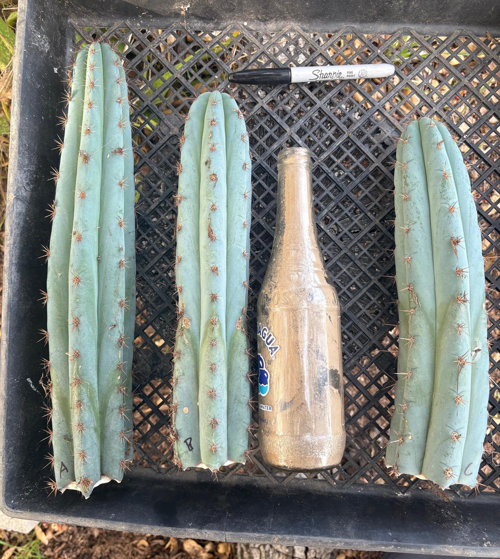 #EC62 EXACT Trichocereus Peruvianus TSSBP Blue Peru Cactus Cuttings-Cactus - Large - Exact-The Succulent Source