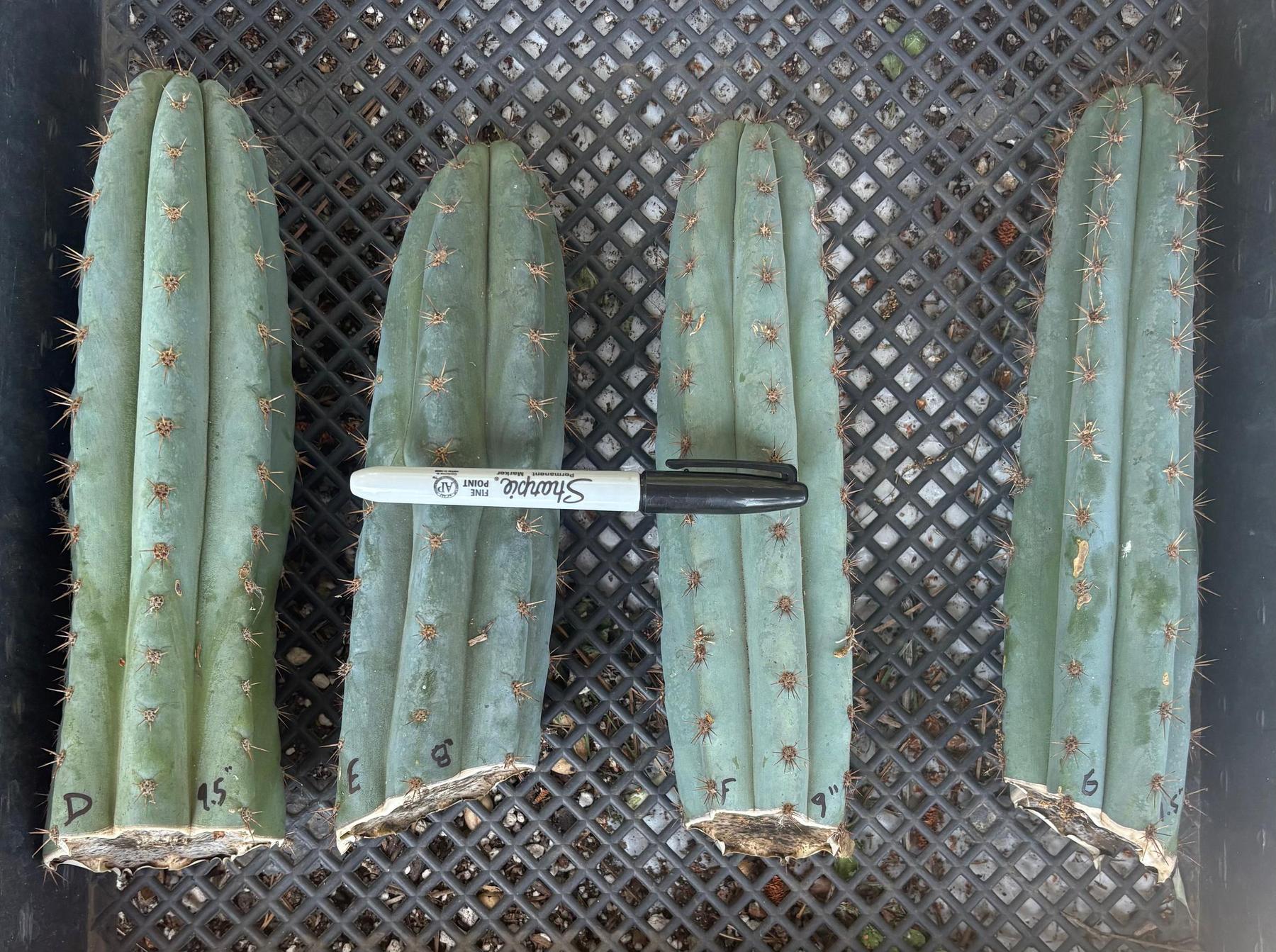 #EC62 EXACT Trichocereus Peruvianus TSSBP Blue Peru BARGAIN Cactus Cuttings-Cactus - Large - Exact-The Succulent Source
