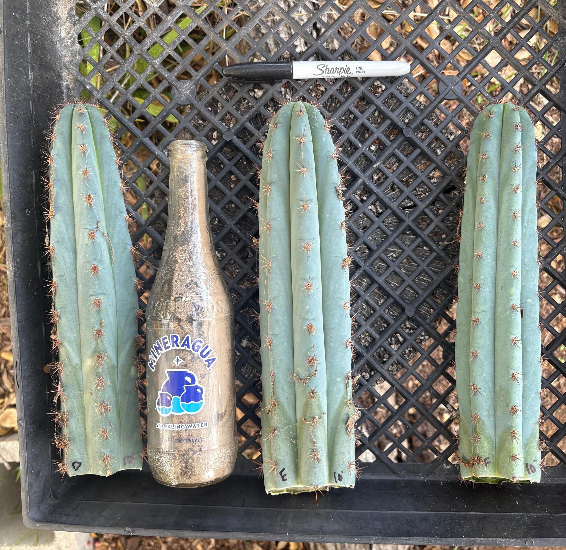 #EC62 EXACT Trichocereus Peruvianus TSSBP Blue Peru Cactus Cuttings-Cactus - Large - Exact-The Succulent Source