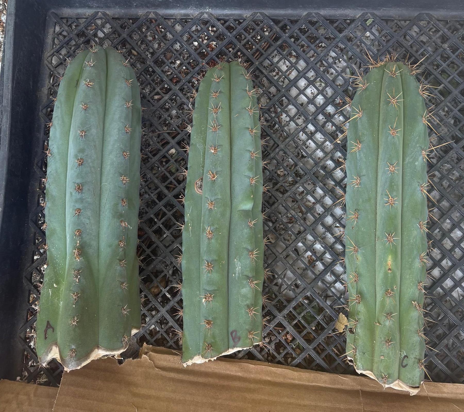 #EC62 EXACT Trichocereus Peruvianus TSSBP Blue Peru BARGAIN Cactus Cuttings-Cactus - Large - Exact-The Succulent Source
