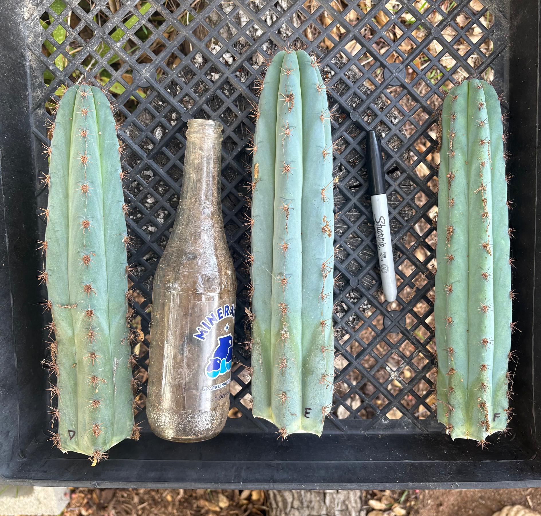 #EC62 EXACT Trichocereus Peruvianus TSSBP Blue Peru Cactus Cuttings-Cactus - Large - Exact-The Succulent Source