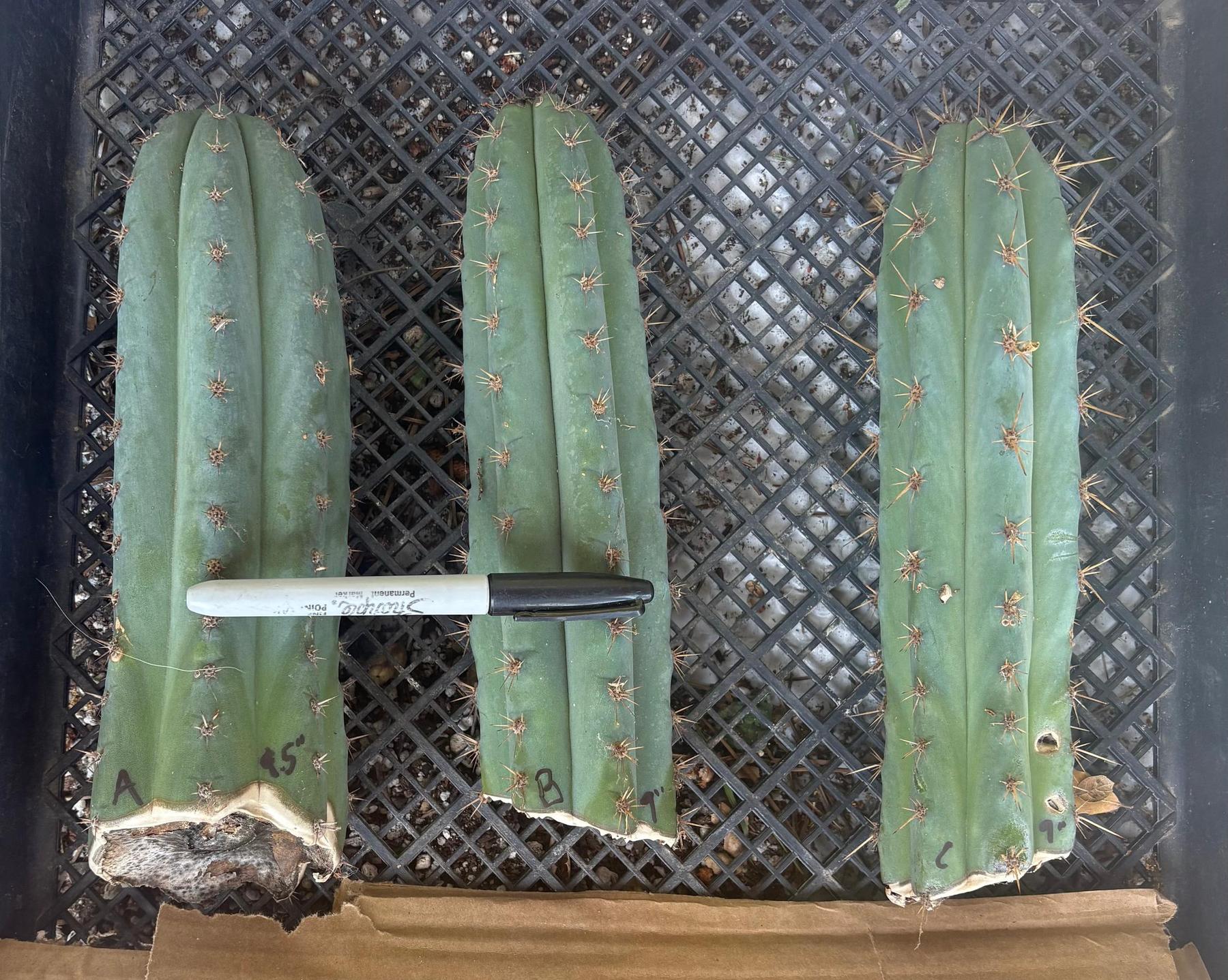 #EC62 EXACT Trichocereus Peruvianus TSSBP Blue Peru BARGAIN Cactus Cuttings-Cactus - Large - Exact-The Succulent Source