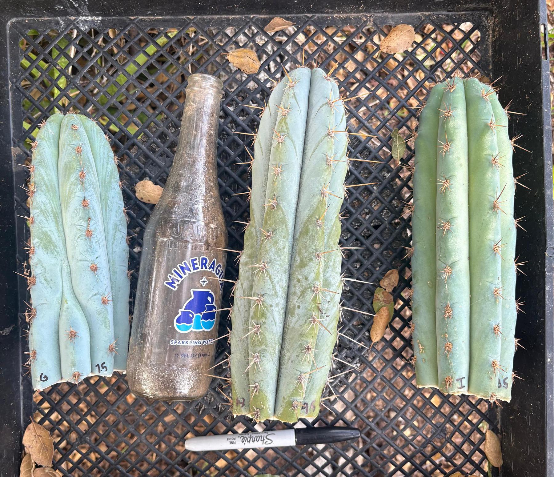 #EC62 EXACT Trichocereus Peruvianus TSSBP Blue Peru Cactus Cuttings-Cactus - Large - Exact-The Succulent Source