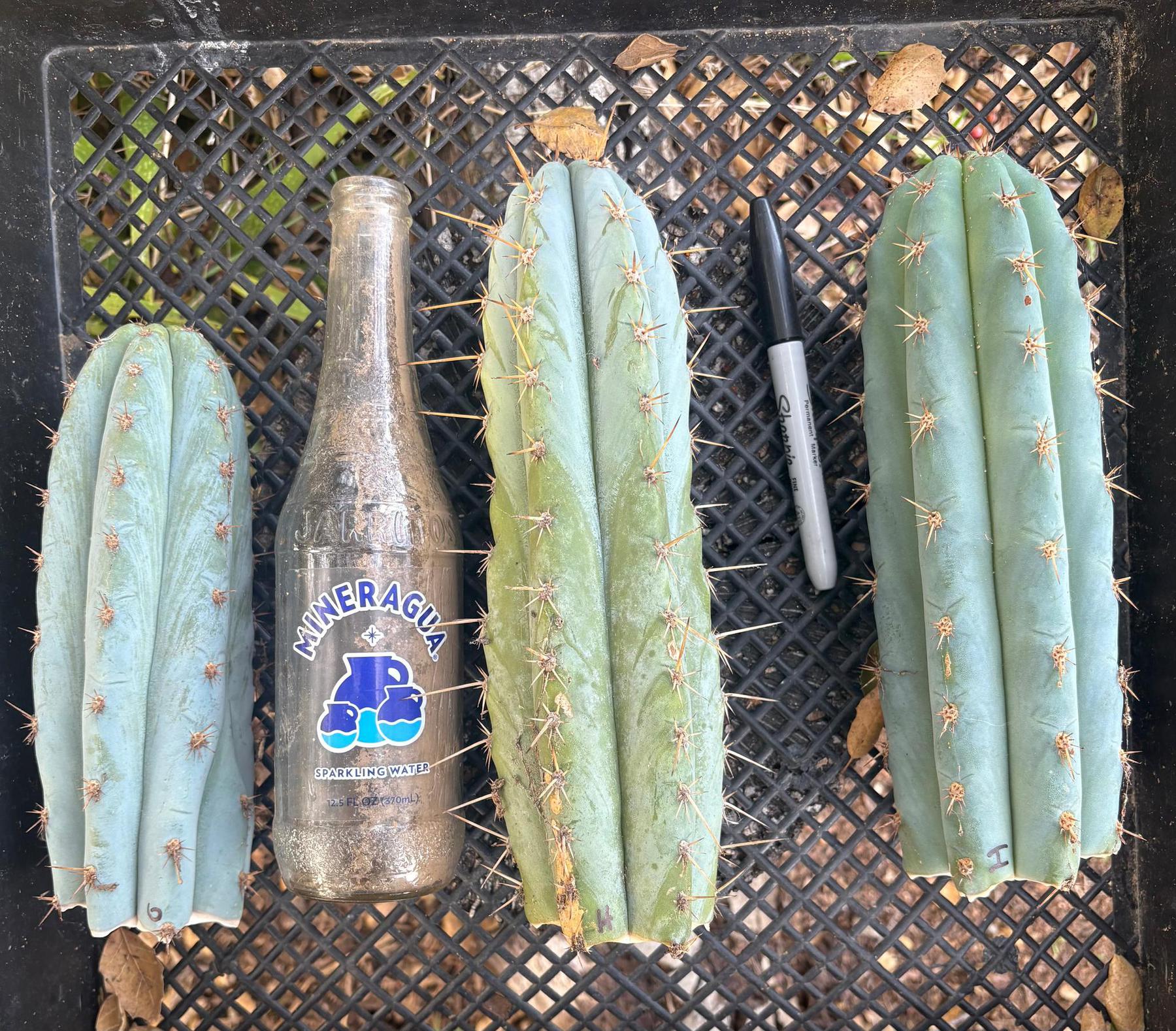 #EC62 EXACT Trichocereus Peruvianus TSSBP Blue Peru Cactus Cuttings-Cactus - Large - Exact-The Succulent Source