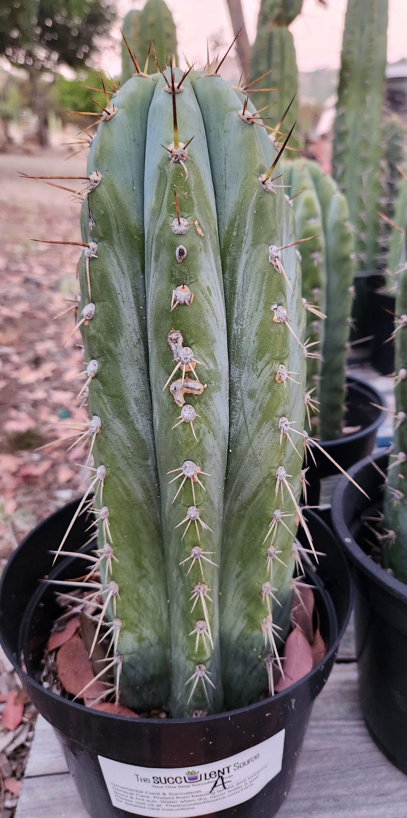 #EC62 EXACT Trichocereus Peruvianus TSSBP Blue Peru Cactus