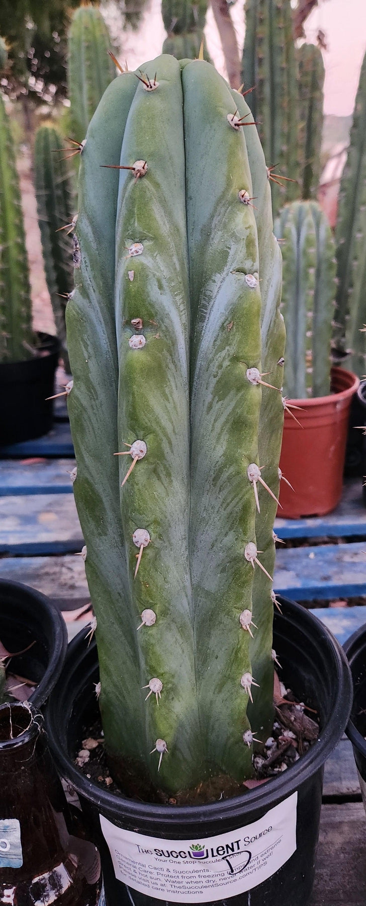 #EC62 EXACT Trichocereus Peruvianus TSSBP Blue Peru Cactus