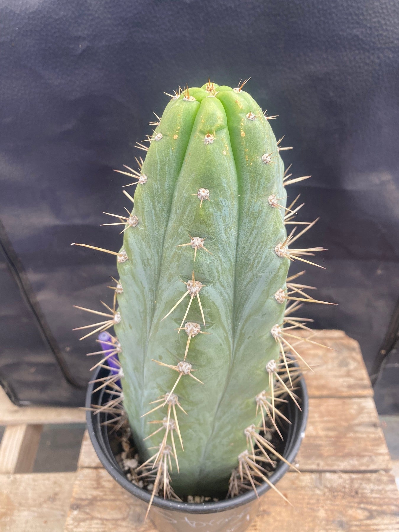 #EC63 EXACT Trichocereus Peruvianus Storage Yard Cactus Cutting 12.5"-Cactus - Large - Exact-The Succulent Source